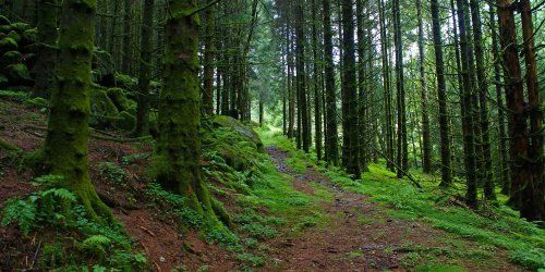 В Даниловском районе две женщины заблудились в лесу 
