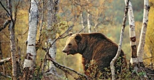 В Ярославской области женщина заблудилась, повстречав в лесу медведя