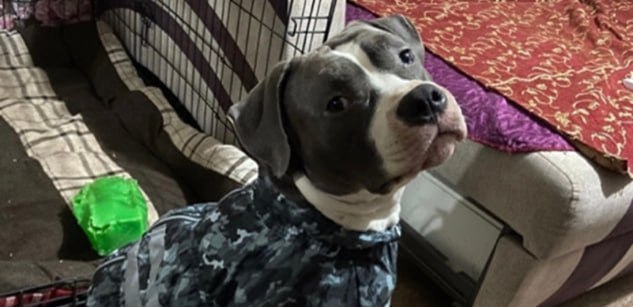 Четвероногого друга ищут все: стаффорд Ник пропал в Ярославской области_309705