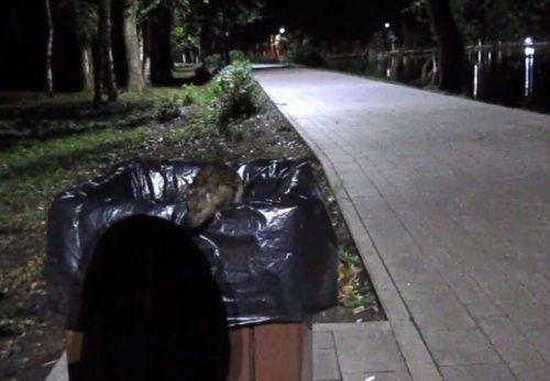 В Ярославле в парке «Нефтяник» завелись крысы