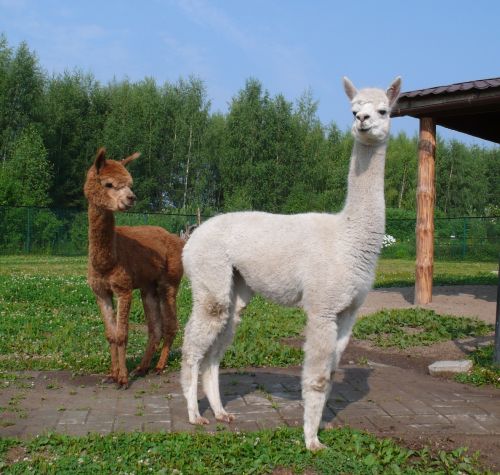 В Ярославском зоопарке поселились два новых животных 