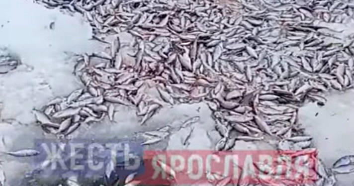 В Ярославской области в озере гибнет рыба