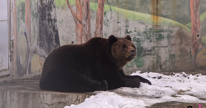 «Сидят вялые»: в Ярославском зоопарке медведи Ума и Топа вышли из зимней спячки_268929