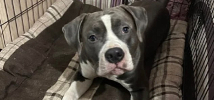 Четвероногого друга ищут все: стаффорд Ник пропал в Ярославской области_309703