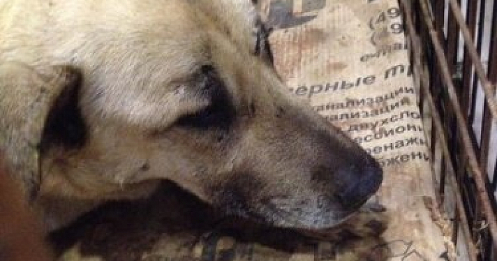 В Ярославле собака попала под поезд — горожане собирают деньги на лечение