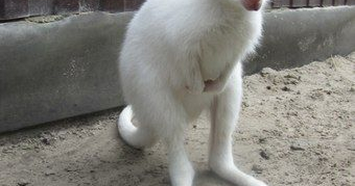 В Ярославском зоопарке появился на свет кенгуренок-альбинос