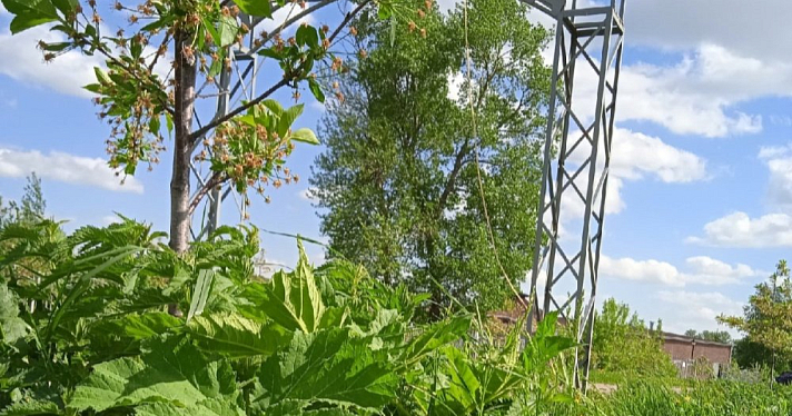 Ярославцы жалуются на ядовитые растения в парке 1000-летия