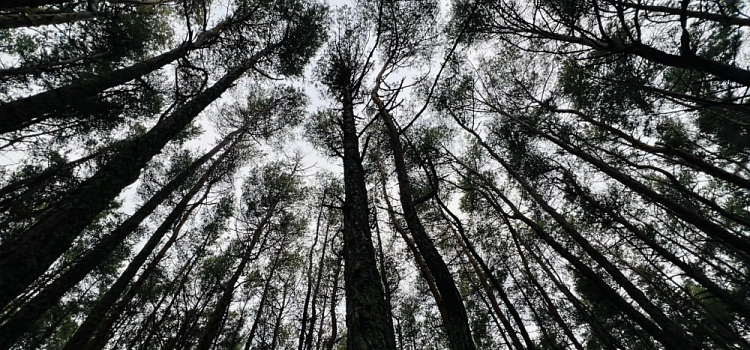 В Ярославской области задержан мужчина, незаконно срубивший ёлки на продажу