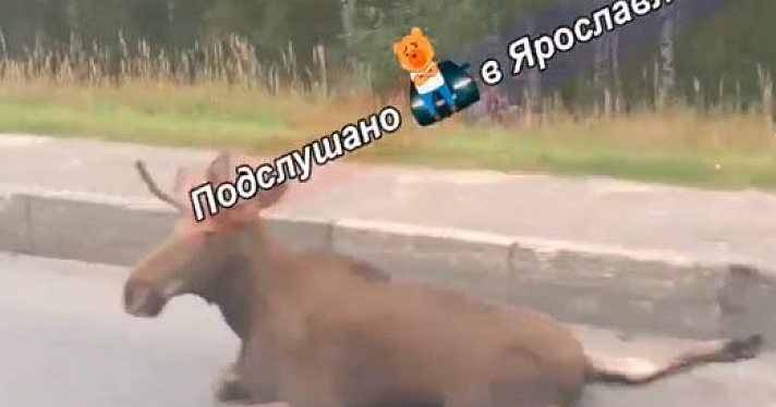 В Ярославле легковушка сбила лося