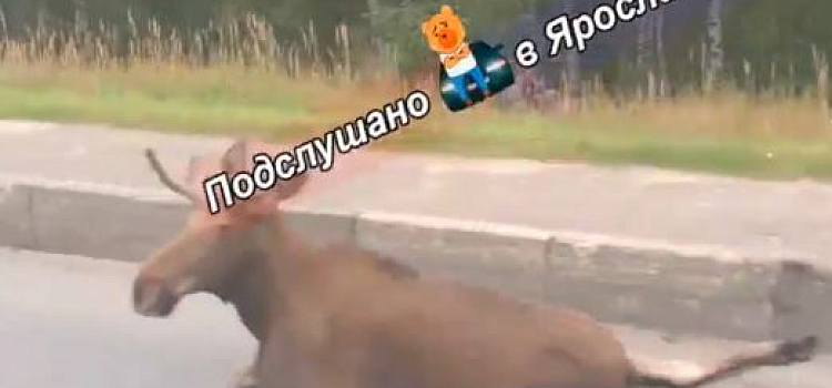 В Ярославле легковушка сбила лося