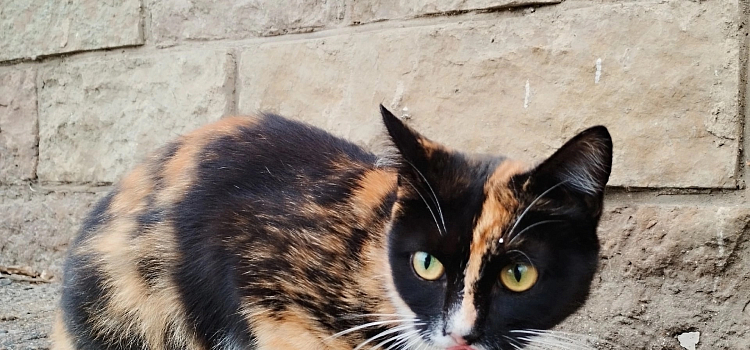 В Ярославской области массово стерилизовали кошек_306142