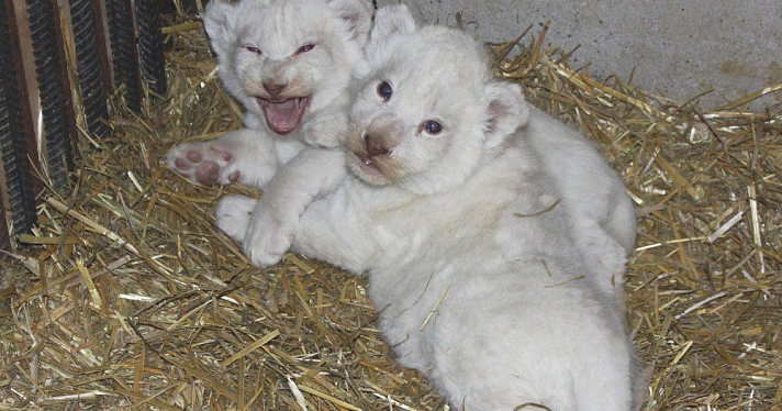 В зоопарке устроят праздник в честь рождения белых львят 