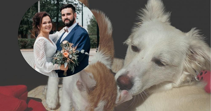 Ради животных: пара отказалась от цветов на свадьбе в пользу ярославского приюта