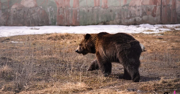 «Сидят вялые»: в Ярославском зоопарке медведи Ума и Топа вышли из зимней спячки_268932
