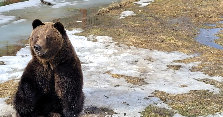 «Сидят вялые»: в Ярославском зоопарке медведи Ума и Топа вышли из зимней спячки_268930