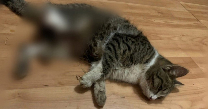 Ярославские зоозащитники требуют найти убийц котенка из Ростова