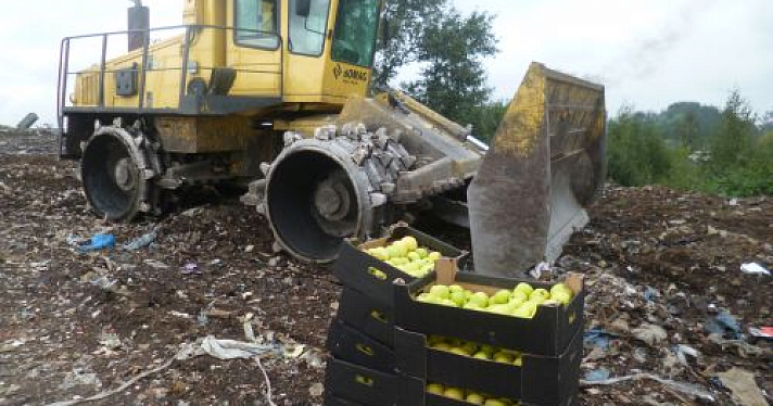 В Ярославской области раздавили 151 килограмм польских яблок