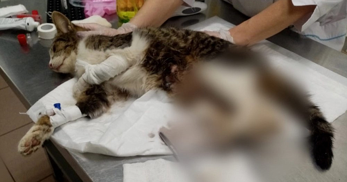 Открытые переломы и рваные раны: зоозащитники борются за жизнь пострадавшего в Ростове котенка