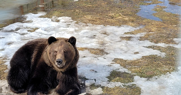 «Сидят вялые»: в Ярославском зоопарке медведи Ума и Топа вышли из зимней спячки_268931