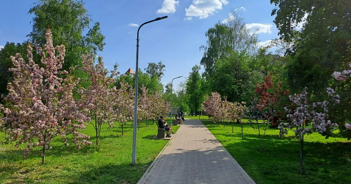 В Ярославле молодожёнам предлагают сажать деревья в парках
