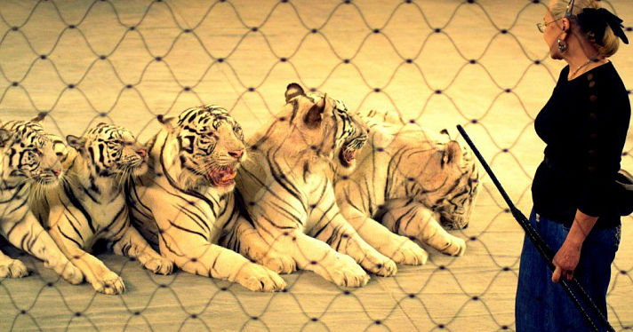 Ярославский цирк представляет программу «Белые тигры»