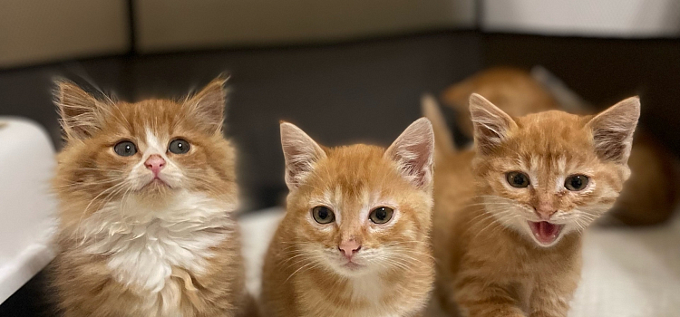 В Ярославской области массово стерилизовали кошек_306141