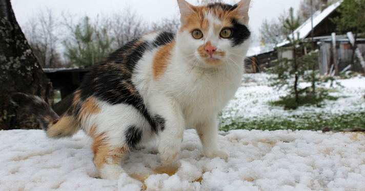 Завалит снегом: ярославцев предупредили о мощном и длительном похолодании