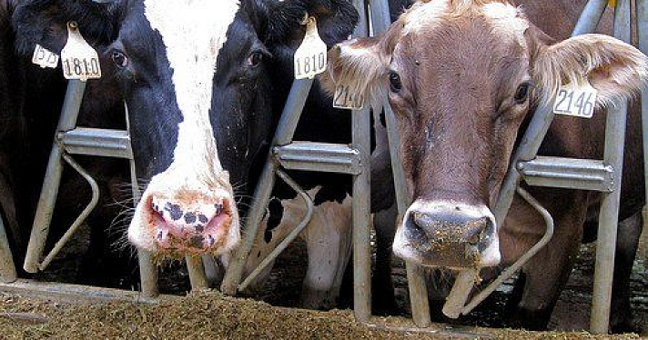 Сельхозпредприятие «Курба» может лишиться коров 