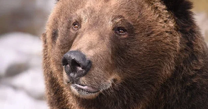 «Сидят вялые»: в Ярославском зоопарке медведи Ума и Топа вышли из зимней спячки_268933
