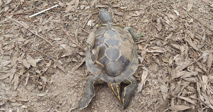В Ярославле пытаются найти и спасти двух красноухих черепах 