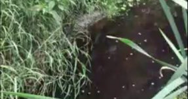 Вода в речке Норе под Ярославлем 20 июля снова потемнела
