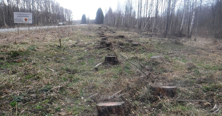 В Ярославской области с дорожников взыскали 58 миллионов рублей за вырубку леса в национальном парке_264733
