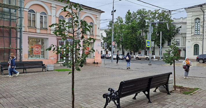 «От них одна грязь»: ярославцы раскритиковали новые липы на улице Кирова