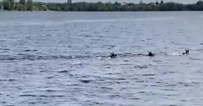 Ярославцы заметили плавающих в Волге лосей. Видео