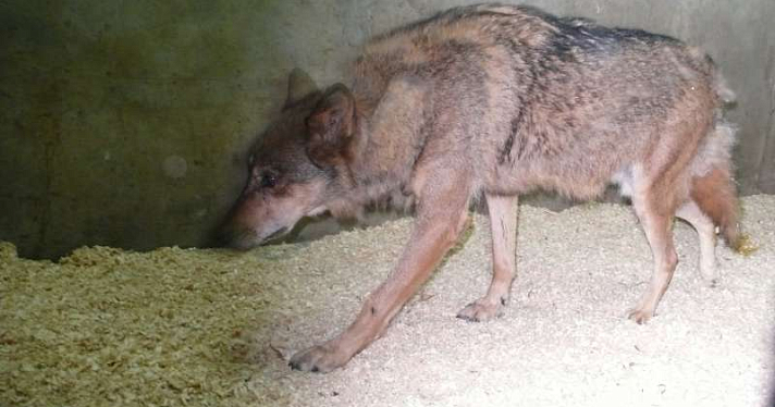 В Ярославском зоопарке поселился волк с нелегкой судьбой