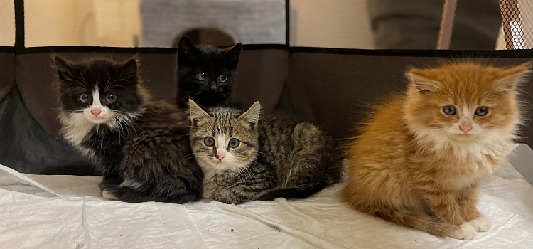 В Ярославской области массово стерилизовали кошек_306140