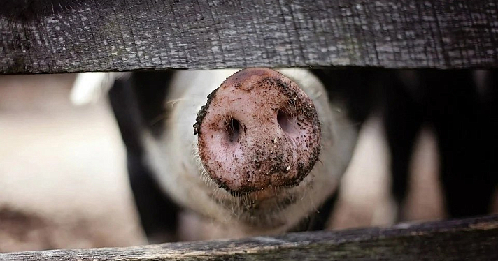 В Рыбинске уничтожат поголовье свиней: фермерам возместят убытки