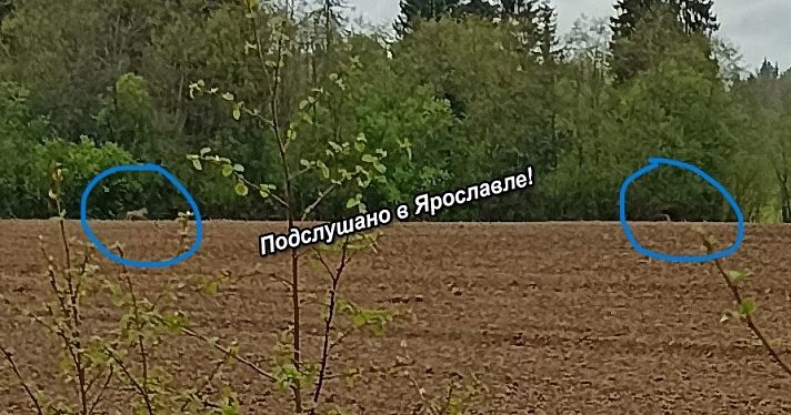 В Ярославской области местные жители заметили волков около деревни