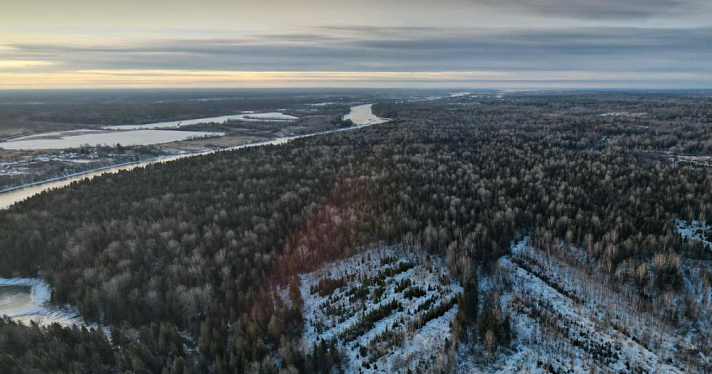 В Ярославской области суд взыскал с арендатора леса более миллиона рублей на незаконную вырубку