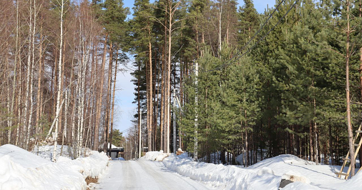 На Прусовских карьерах в Ярославле обнаружили незаконную вырубку леса_235621