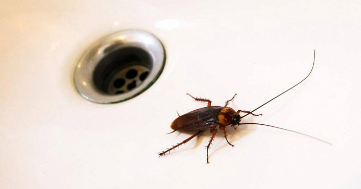 Роспотребнадзор предупреждает россиян о нашествии тараканов: как обезопасить квартиру
