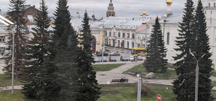 Ярославцев попросили самих найти ель для новогодних праздников