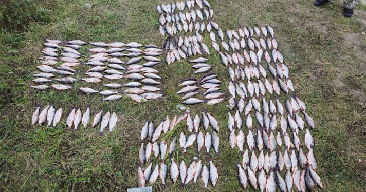 В Ярославской области двое браконьеров незаконно выловили более четырех тысяч особей рыбы