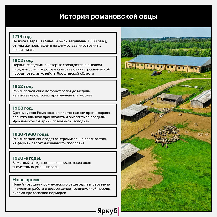 Романовская овца: всё, что вы хотели знать о породе, выведенной в Ярославской области