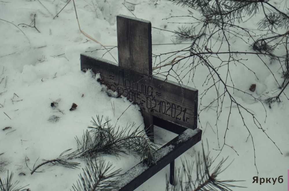 Здесь покоится Барсик: жители Ярославской области боятся, что кладбище домашних животных исчезнет из-за вырубки леса