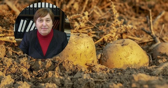 Хороший урожай! Агроном назвала лучше сорта картофеля для Ярославской области