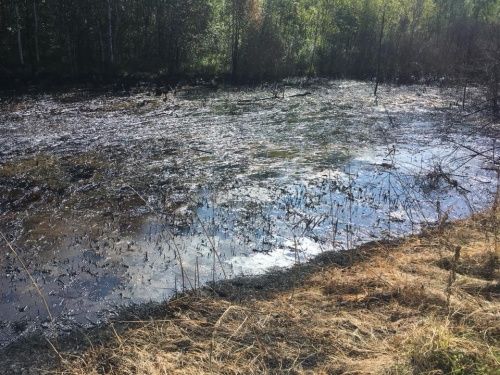 Пожар, мазут и едкий запах: в Ярославле нашли разлив нефти