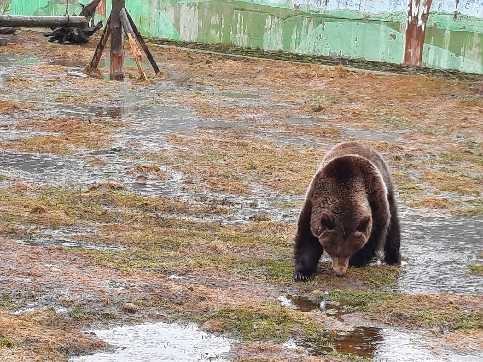 Сегодня день медведя. Медведь в Ярославской области. День медведя. День медведя Ярославль. Медведица Маша Ярославль.