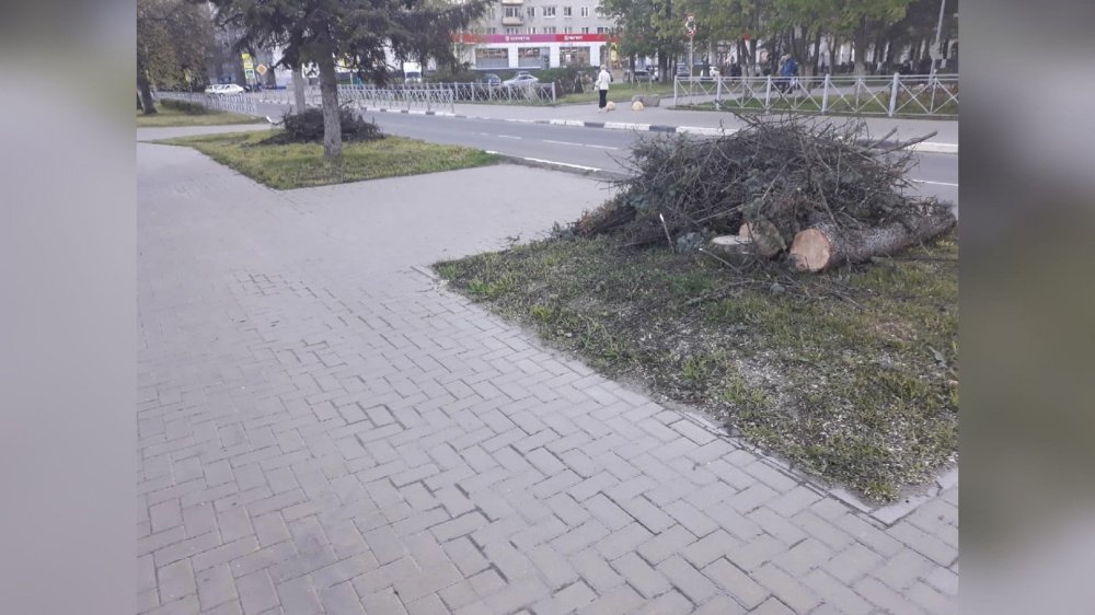 Жители Дзержинского района Ярославля пожаловались на спиленные ели