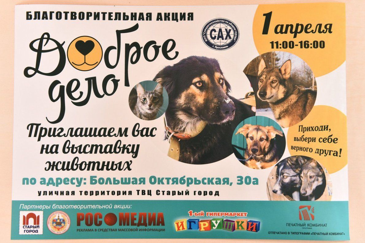 Доброе дело приют для бездомных животных. Доброе дело приют для бездомных животных. Приют для животных в тамбове доброе сердце. Приют для бездомных животных. Информация о приюте для животных.